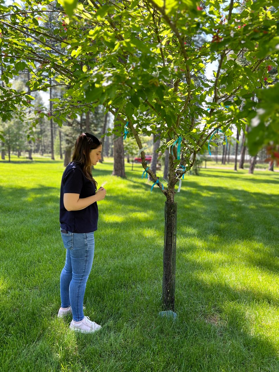 Conexión árboles