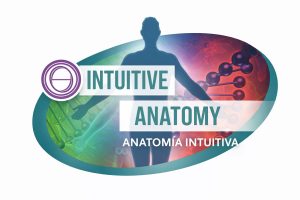 ANATOMÍA INTUITIVA - 27 abril – 15 mayo